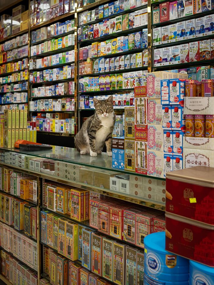 Candid City Cats Stealing the Spotlight in These 40+ Snaps!
