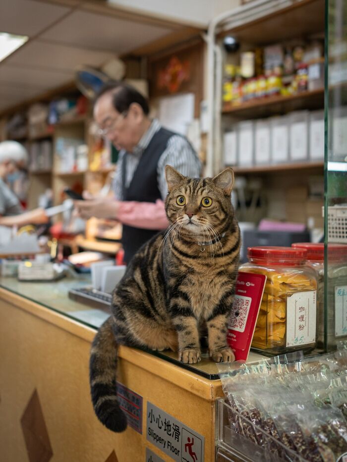 Candid City Cats Stealing the Spotlight in These 40+ Snaps!