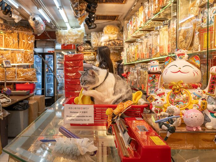 Candid City Cats Stealing the Spotlight in These 40+ Snaps!