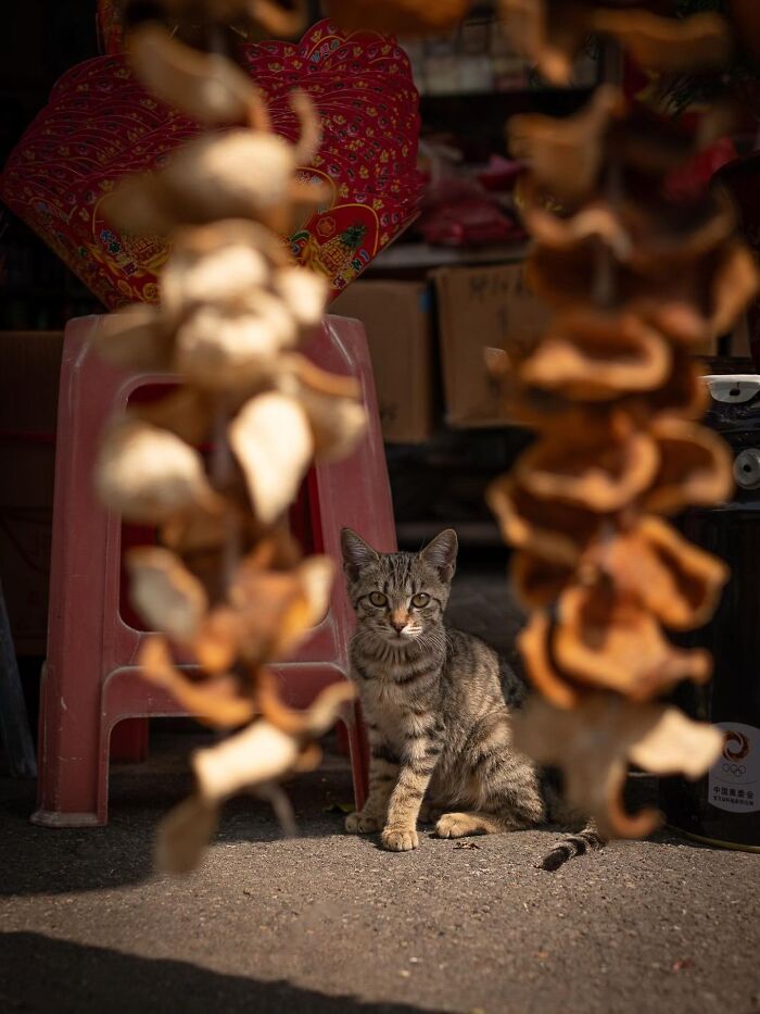 Candid City Cats Stealing the Spotlight in These 40+ Snaps!