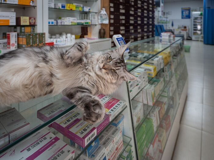 Candid City Cats Stealing the Spotlight in These 40+ Snaps!