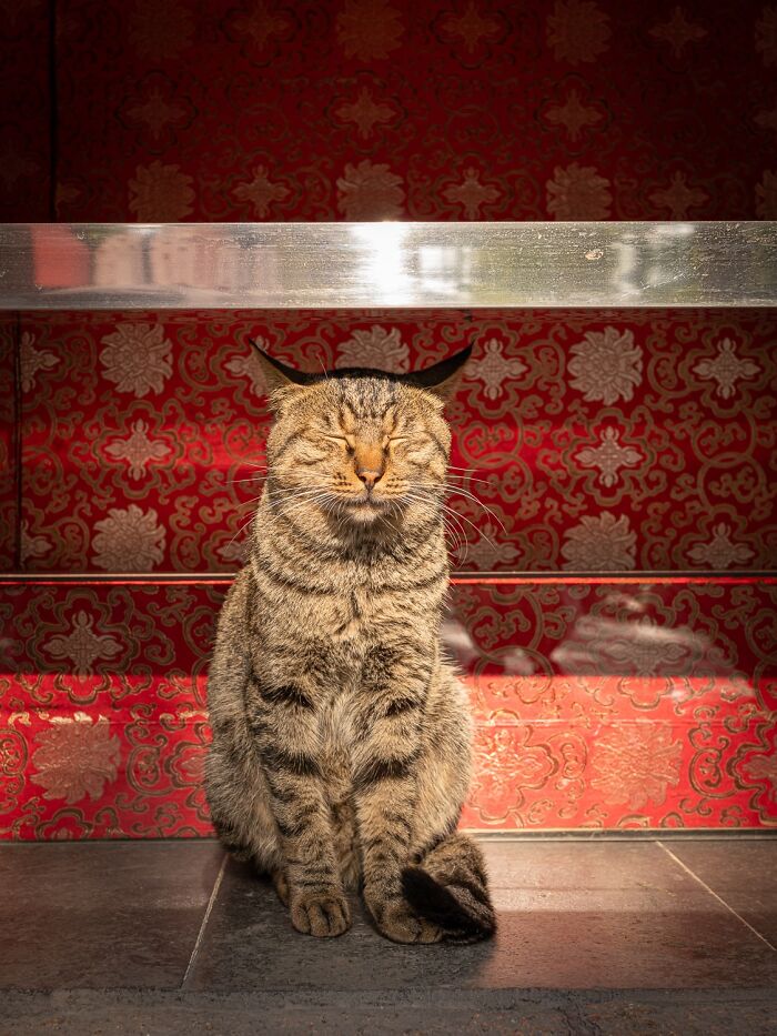 Candid City Cats Stealing the Spotlight in These 40+ Snaps!