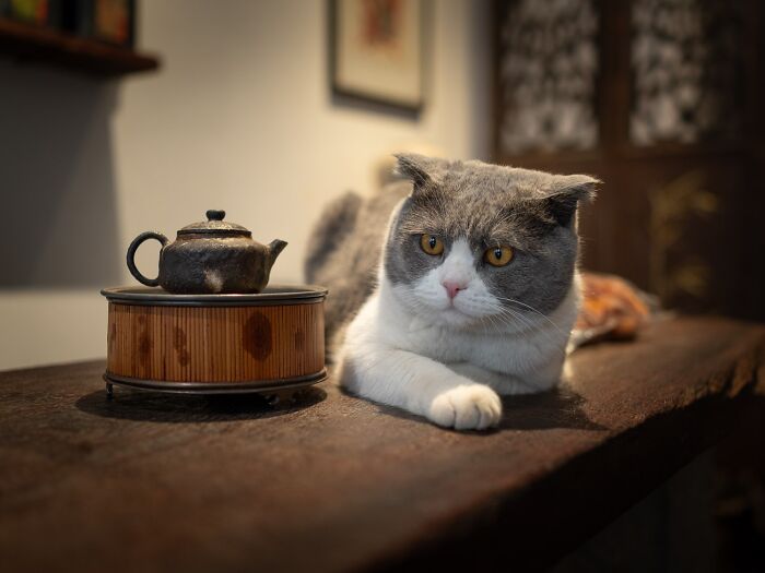 Candid City Cats Stealing the Spotlight in These 40+ Snaps!