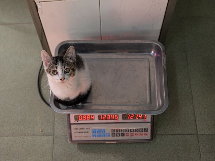 Candid City Cats Stealing the Spotlight in These 40+ Snaps!