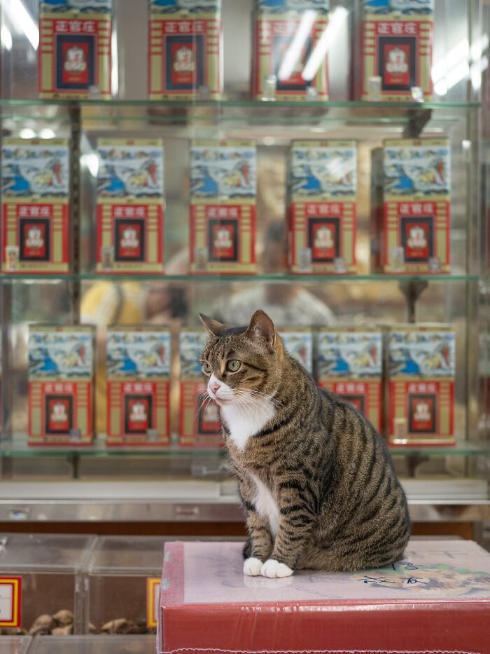 Candid City Cats Stealing the Spotlight in These 40+ Snaps!