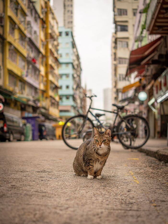 Candid City Cats Stealing the Spotlight in These 40+ Snaps!