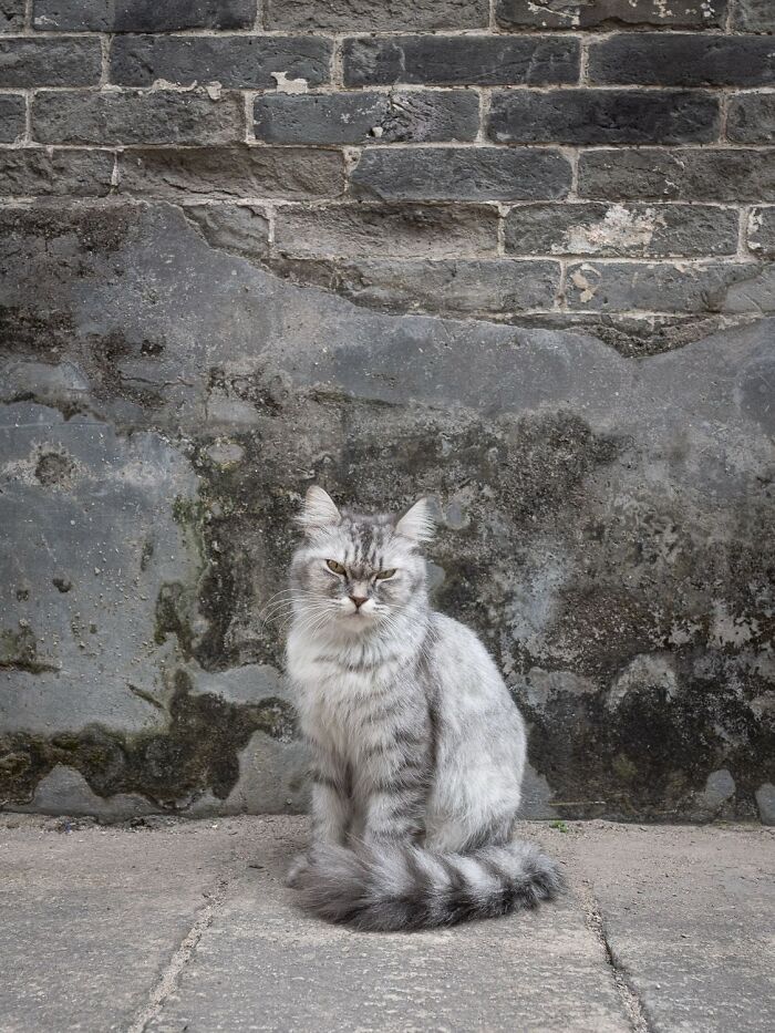 Candid City Cats Stealing the Spotlight in These 40+ Snaps!