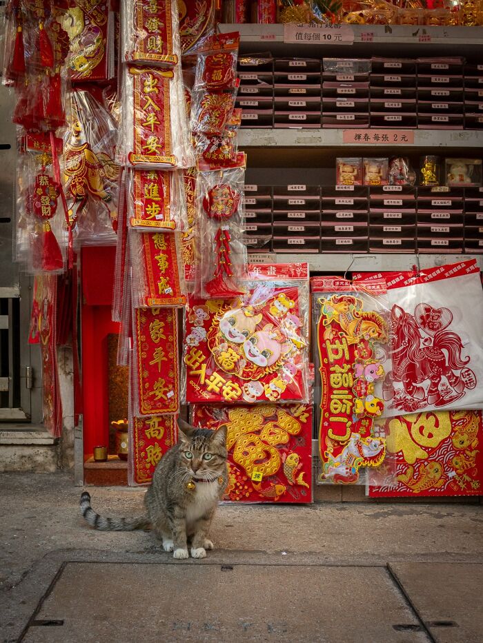Candid City Cats Stealing the Spotlight in These 40+ Snaps!