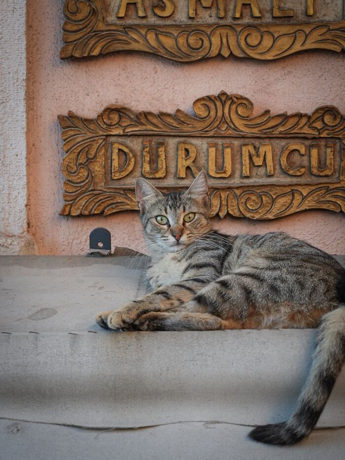 Candid City Cats Stealing the Spotlight in These 40+ Snaps!