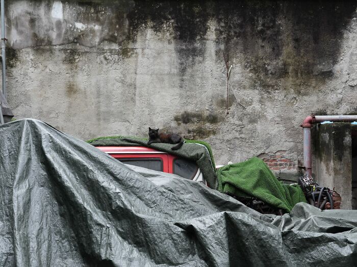 Candid City Cats Stealing the Spotlight in These 40+ Snaps!