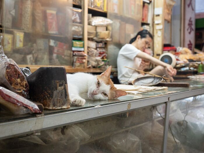 Candid City Cats Stealing the Spotlight in These 40+ Snaps!
