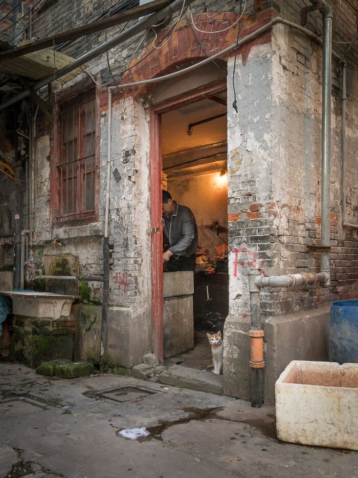 Candid City Cats Stealing the Spotlight in These 40+ Snaps!