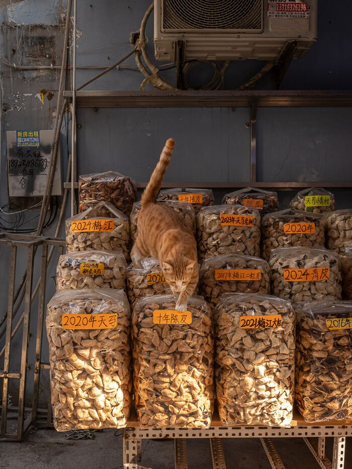 Candid City Cats Stealing the Spotlight in These 40+ Snaps!