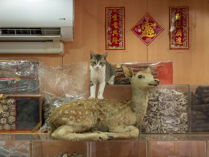 Candid City Cats Stealing the Spotlight in These 40+ Snaps!