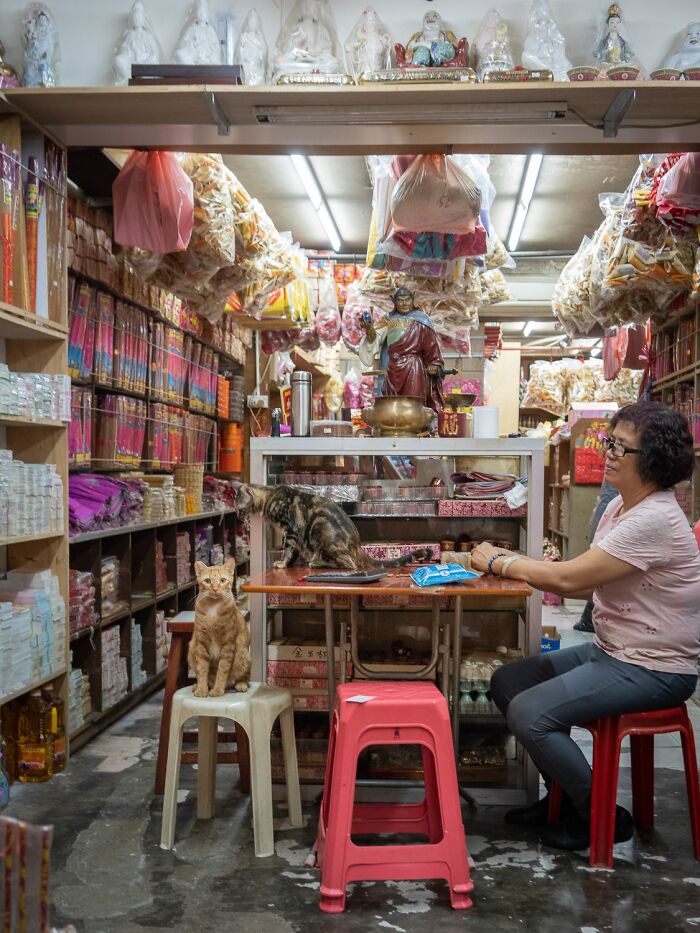 Candid City Cats Stealing the Spotlight in These 40+ Snaps!