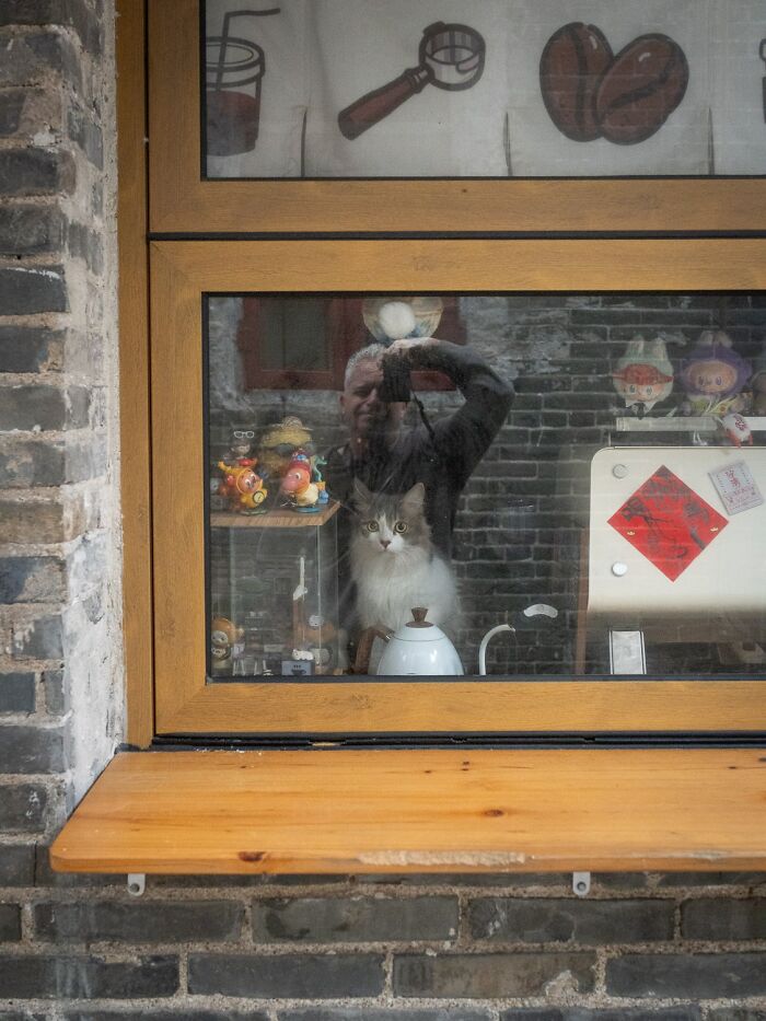 Candid City Cats Stealing the Spotlight in These 40+ Snaps!