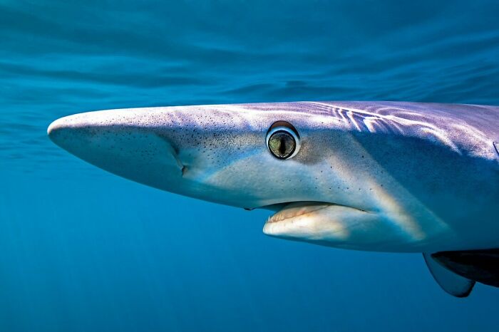 40 Ocean Shots That Totally Make You Feel the Sea’s Magic