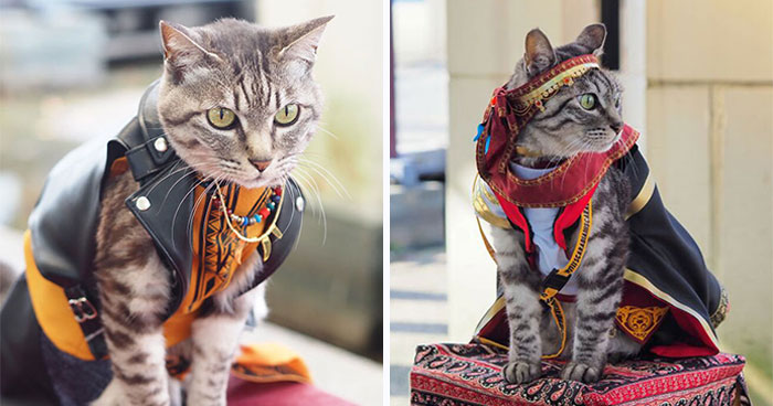 23 Tiny Anime Costumes For Cats That Are Basically Purrfect