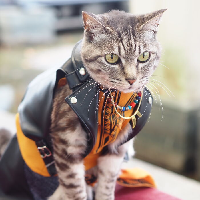 23 Tiny Anime Costumes For Cats That Are Basically Purrfect