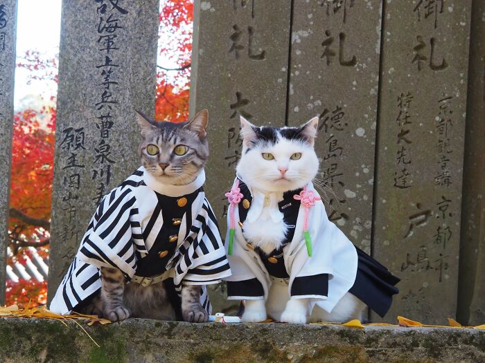 23 Tiny Anime Costumes For Cats That Are Basically Purrfect