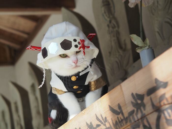 23 Tiny Anime Costumes For Cats That Are Basically Purrfect