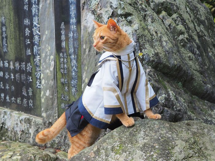 23 Tiny Anime Costumes For Cats That Are Basically Purrfect