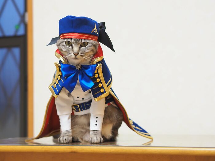 23 Tiny Anime Costumes For Cats That Are Basically Purrfect