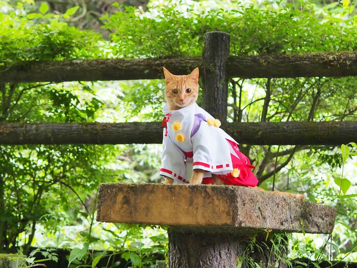 23 Tiny Anime Costumes For Cats That Are Basically Purrfect