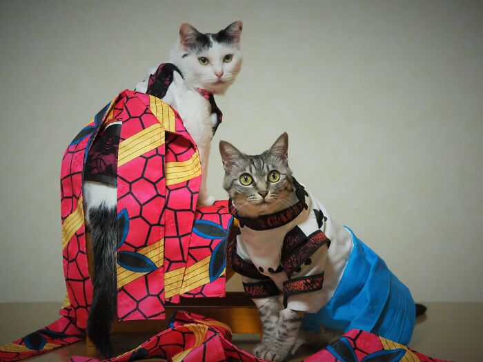 23 Tiny Anime Costumes For Cats That Are Basically Purrfect