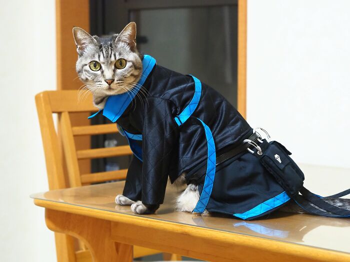 23 Tiny Anime Costumes For Cats That Are Basically Purrfect