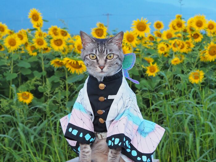 23 Tiny Anime Costumes For Cats That Are Basically Purrfect