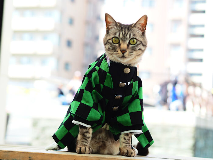 23 Tiny Anime Costumes For Cats That Are Basically Purrfect