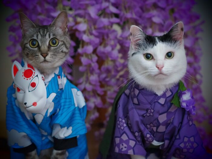 23 Tiny Anime Costumes For Cats That Are Basically Purrfect