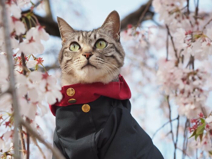 23 Tiny Anime Costumes For Cats That Are Basically Purrfect