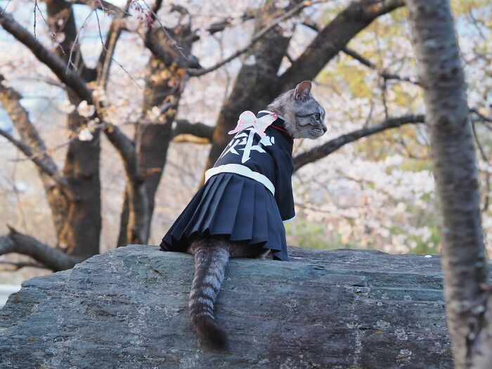 23 Tiny Anime Costumes For Cats That Are Basically Purrfect