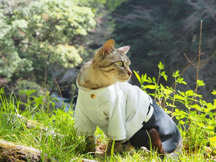 23 Tiny Anime Costumes For Cats That Are Basically Purrfect