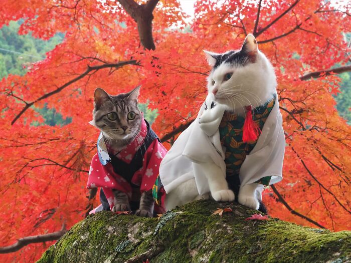 23 Tiny Anime Costumes For Cats That Are Basically Purrfect