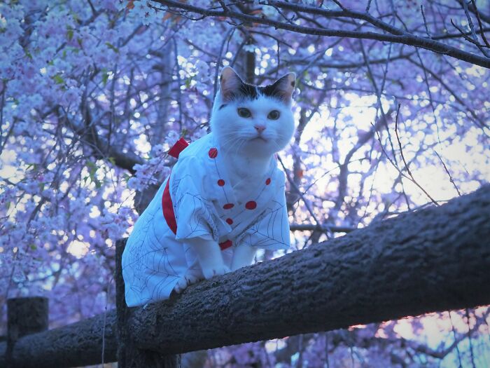 23 Tiny Anime Costumes For Cats That Are Basically Purrfect