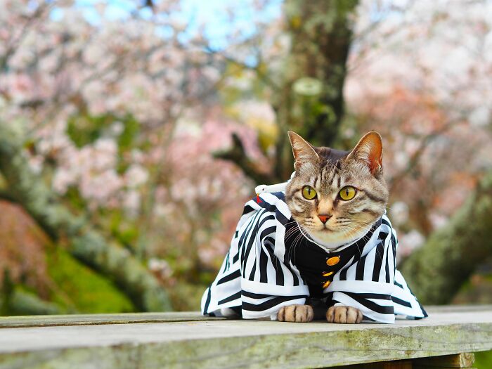 23 Tiny Anime Costumes For Cats That Are Basically Purrfect