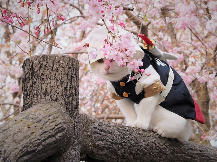 23 Tiny Anime Costumes For Cats That Are Basically Purrfect