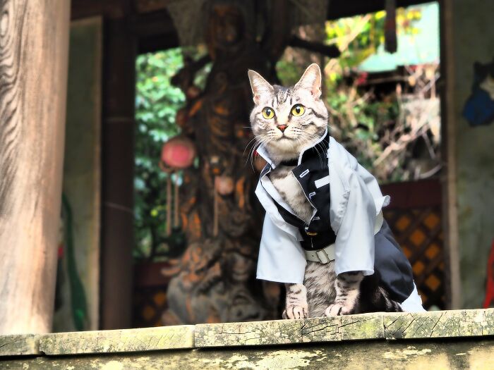 23 Tiny Anime Costumes For Cats That Are Basically Purrfect