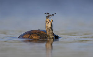 The 41 Most Jaw-Dropping Photos You’ll See Today