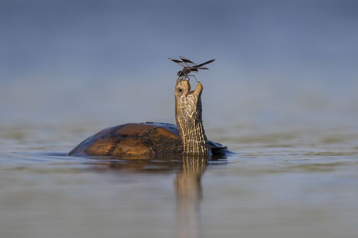 The Chill Turtle and Its Dragonfly Buddy