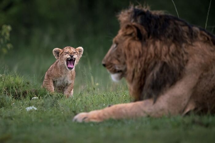 The Cub Yawn That Looks Like A Shout