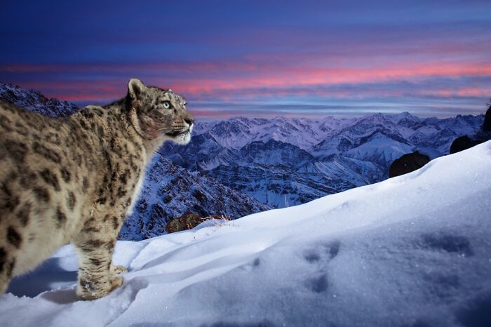 Snow Leopard’s Sunset Selfie
