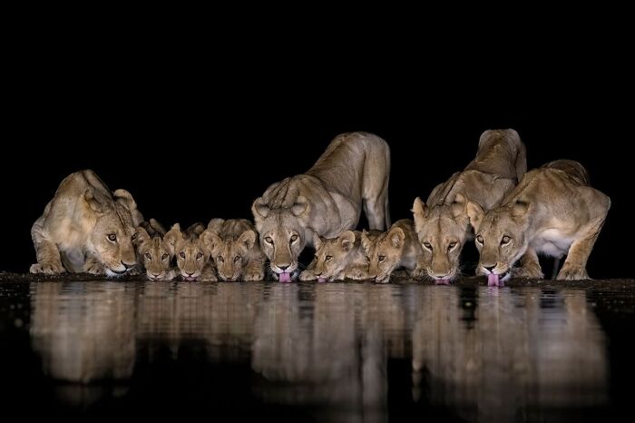 Lions’ Nighttime Sip and Stare