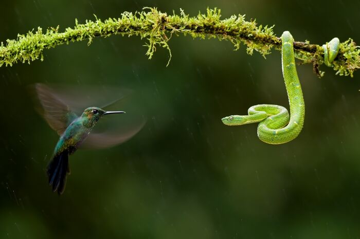 Hummingbird vs. Snake: The Showdown