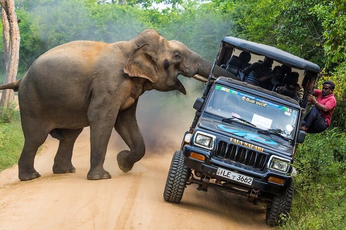 Elephant’s Declaration: 'This Is My Jeep!'