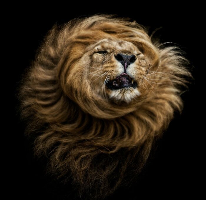 Lion Farm Drama: 'The Sun King' Has Arrived