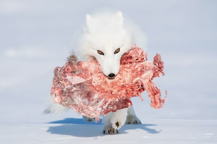 Arctic Fox’s Big Haul—Like A Boss